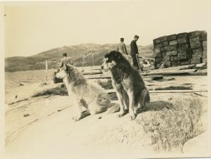 Image: Eskimo [Inuit] dogs